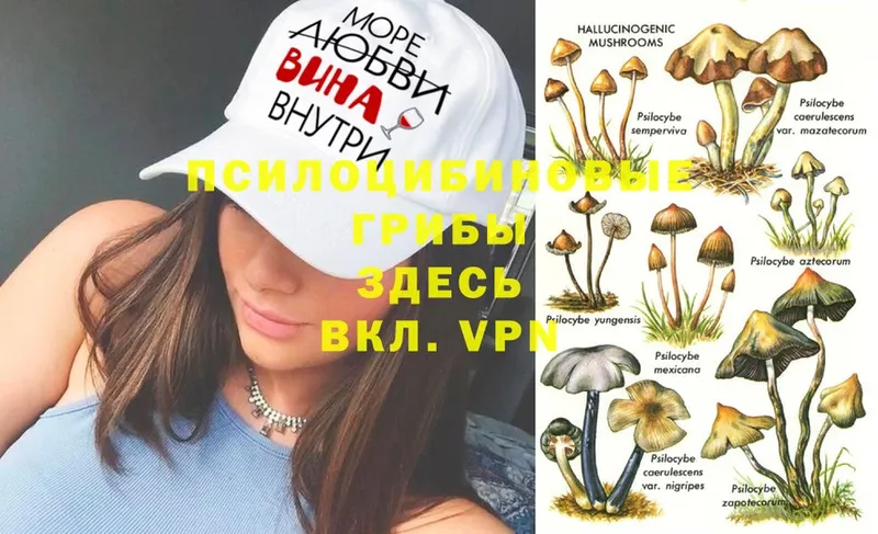 Галлюциногенные грибы MAGIC MUSHROOMS  Арск 